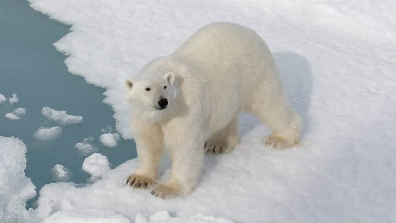 Nature at COP29 & Polar Bears in Scotland