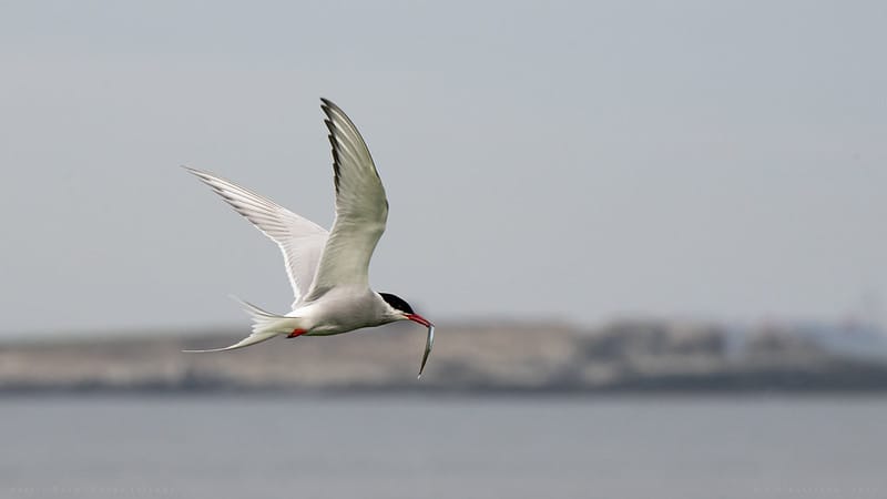 Farming Protest & Arctic Terns
