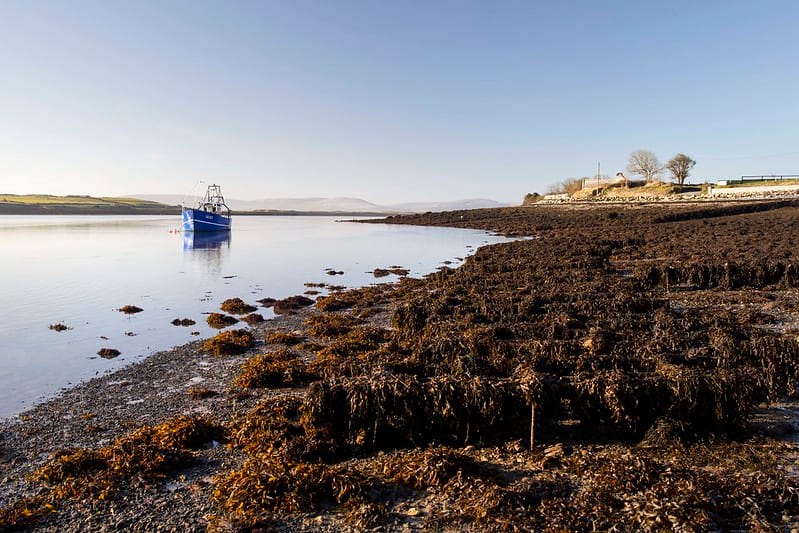 Local Nature Recovery & Stone Age Oysters