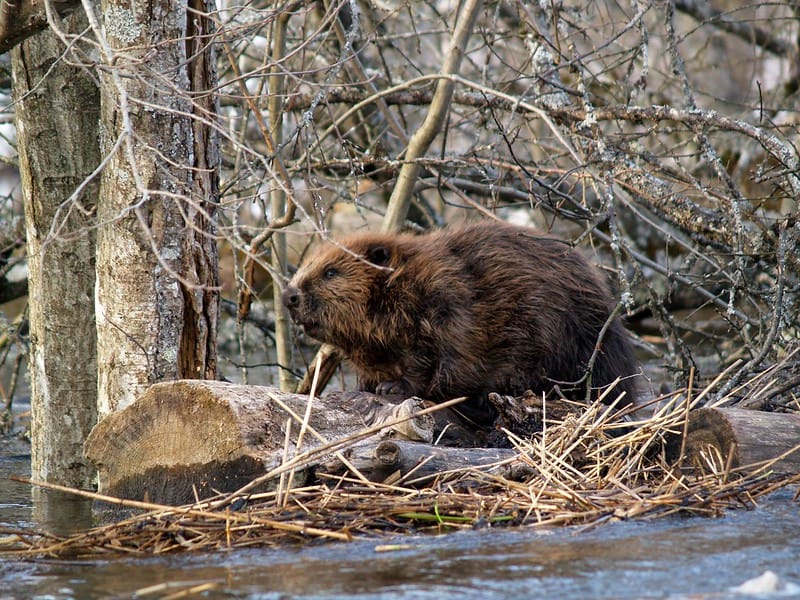 Beaver Strategy & Rewilding in Wales