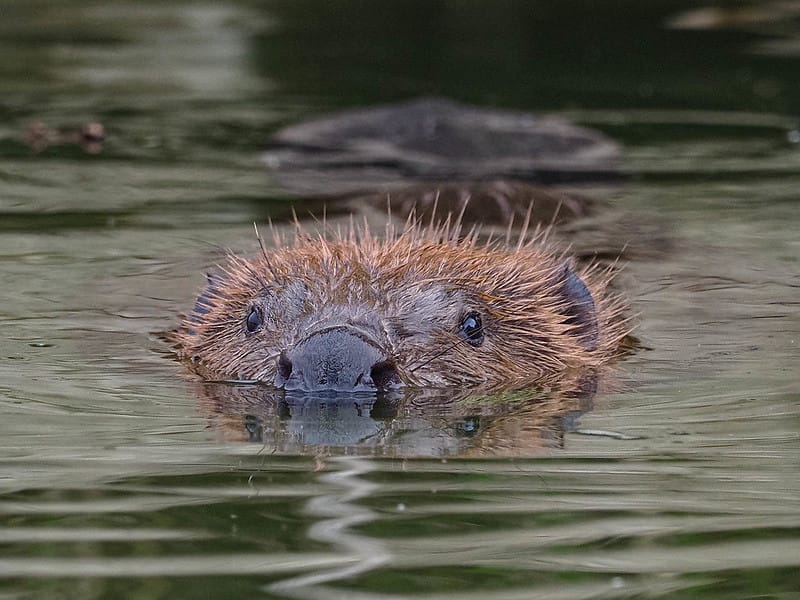 Beavers 'Come Home' & Nature Emergency