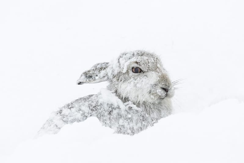 Natural History GSCE & Mountain Hares