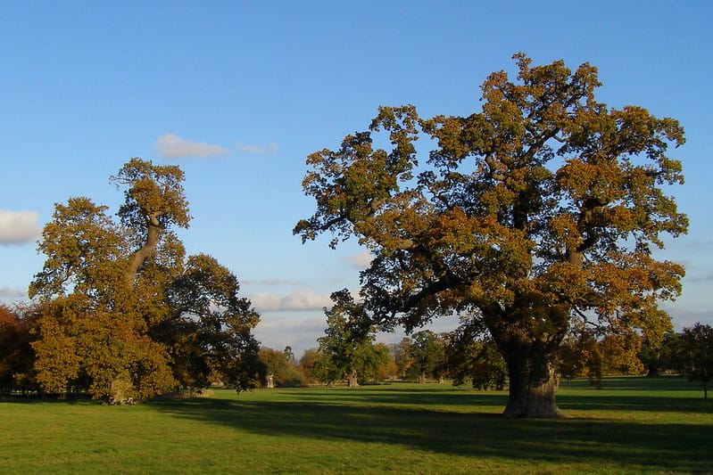 Wildfire Threat & Ancient Trees
