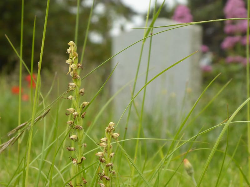 Biosecurity & Orchids in Cemeteries