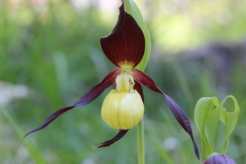 Welsh Wildlife & Orchid Revival