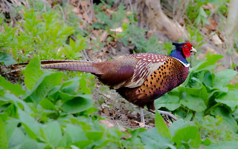 Lead Bullet Ban & Salt Path Controversy