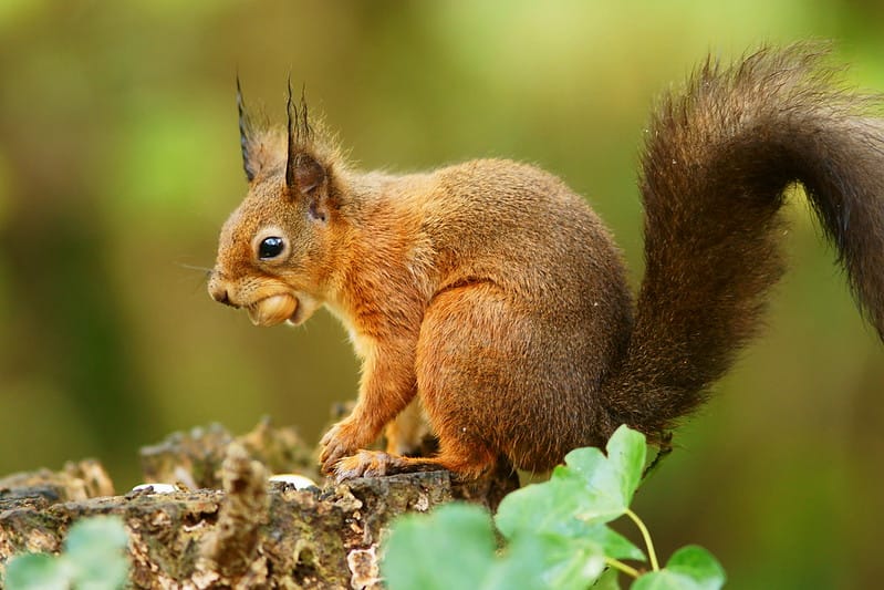 Salmon Farming & Red Squirrels