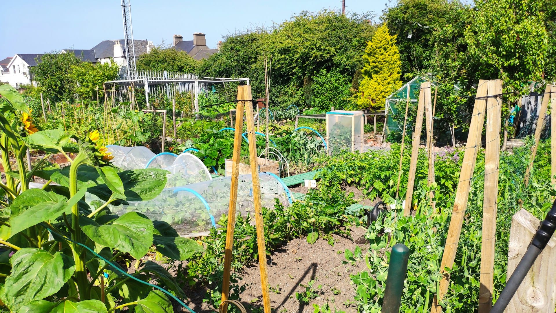 Allotment Controversy & Urban Flora