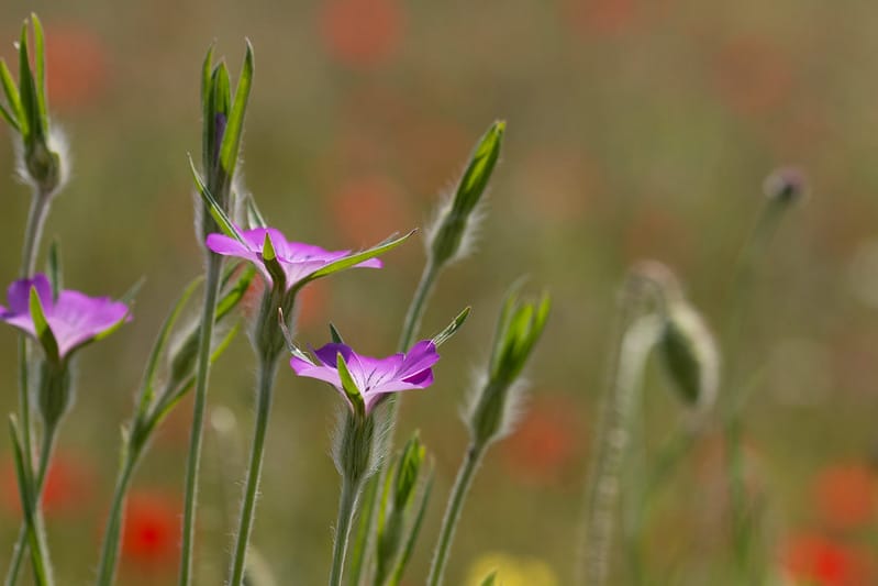 Drought Continues & Weed History