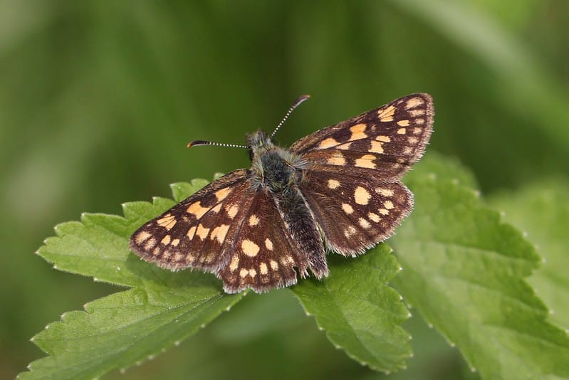 Farming Report & Butterfly Breeding