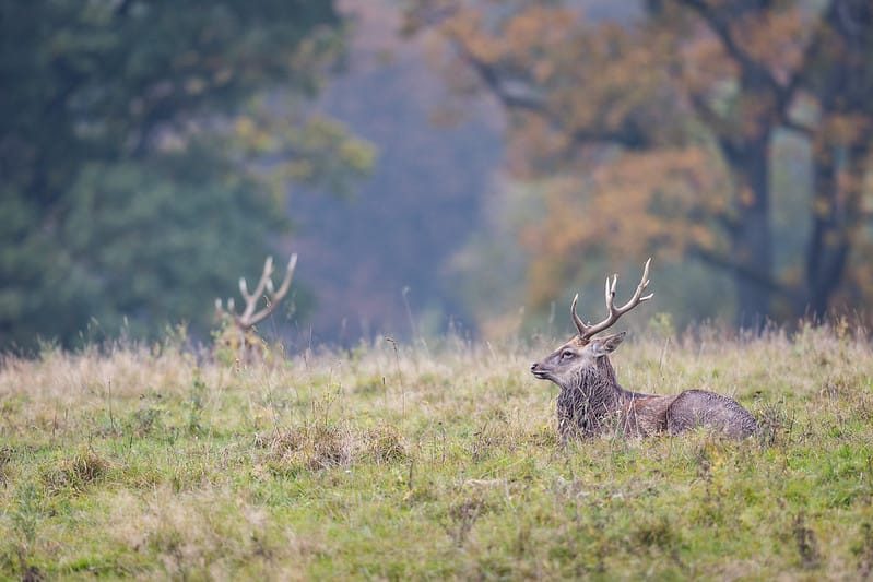 Environmental Improvement Plan & Deer Culls