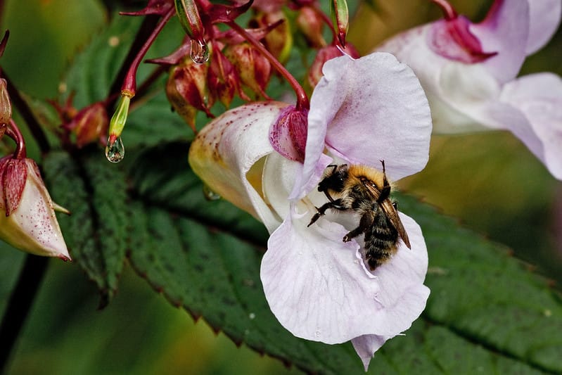 OEP Report & Himalayan Balsam