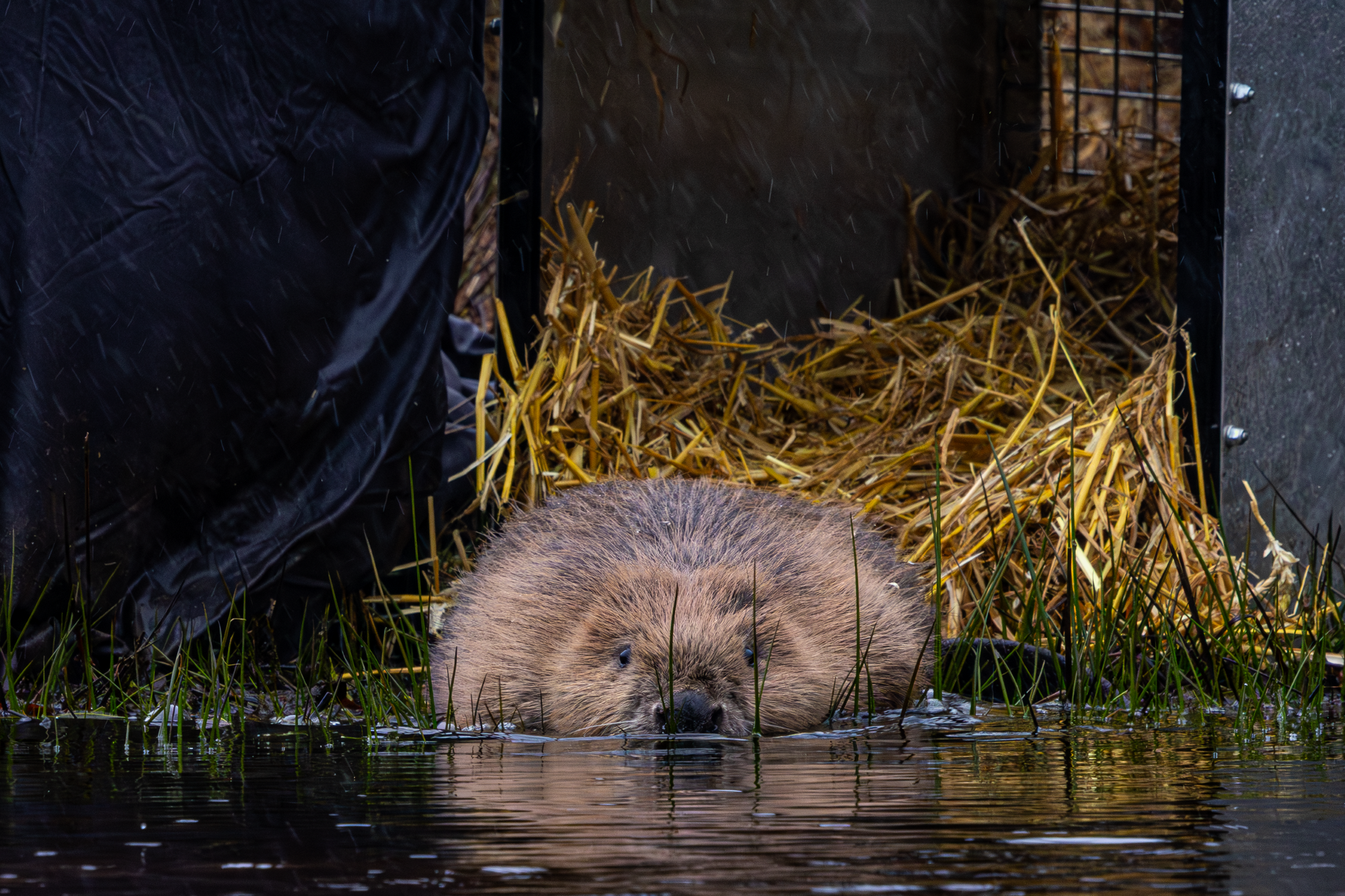 Beaver Release & Welsh Rewilding