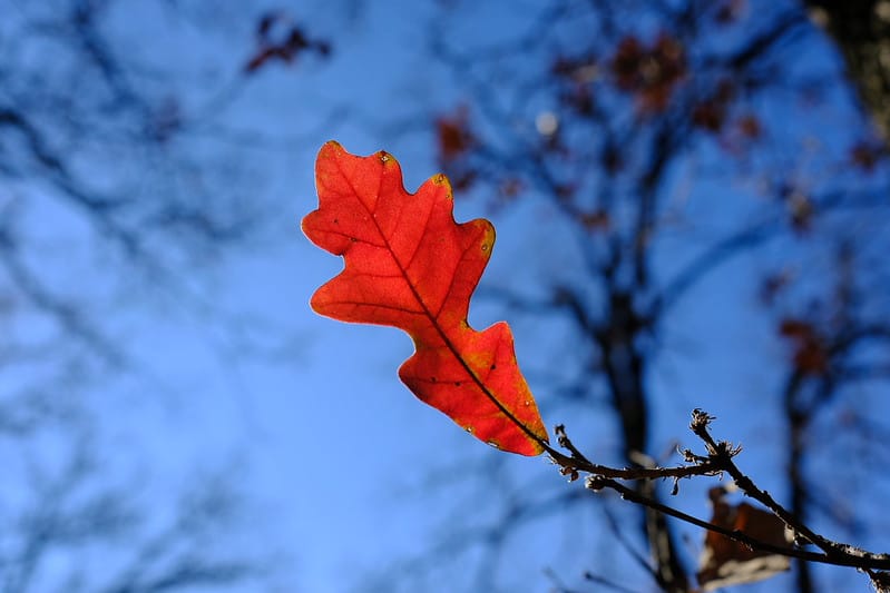 A red oak leaf against a blue sky.