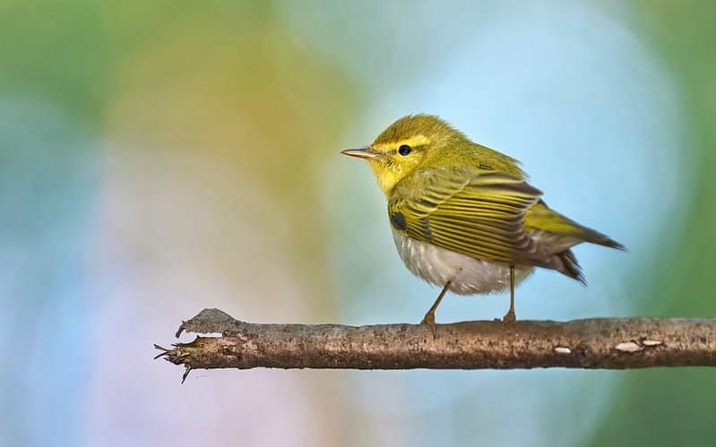 A wood warbler sits on a small branch, against a colourful blurred out background.