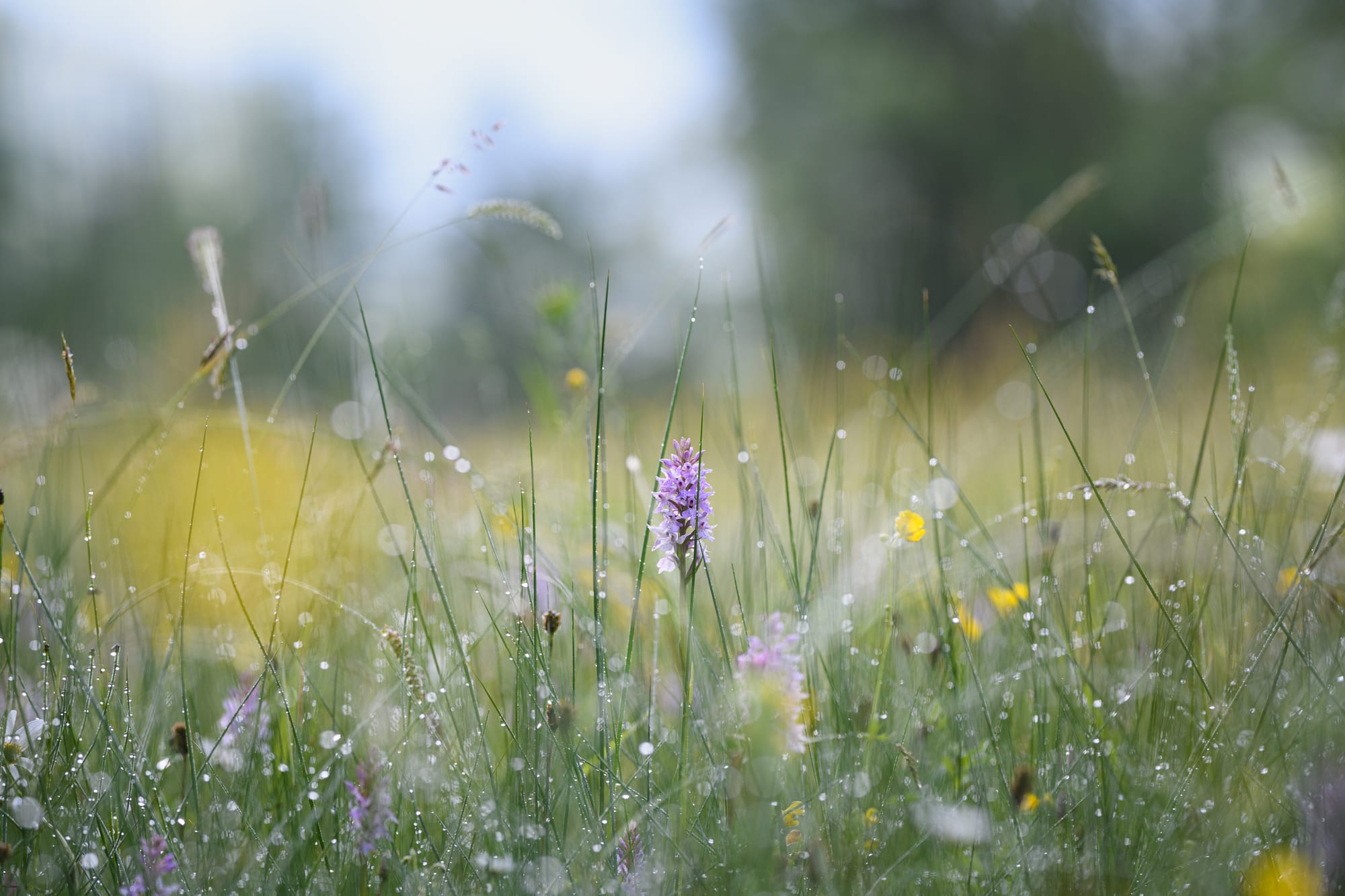 A light purple orchid among dewy grass.
