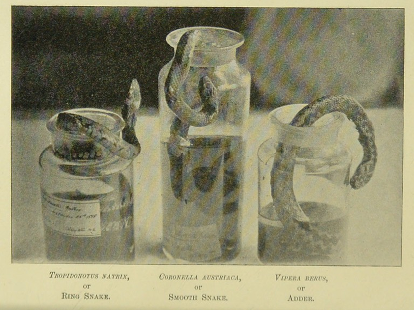 Three snakes curled in jars, printed in black and white on sepia toned paper.