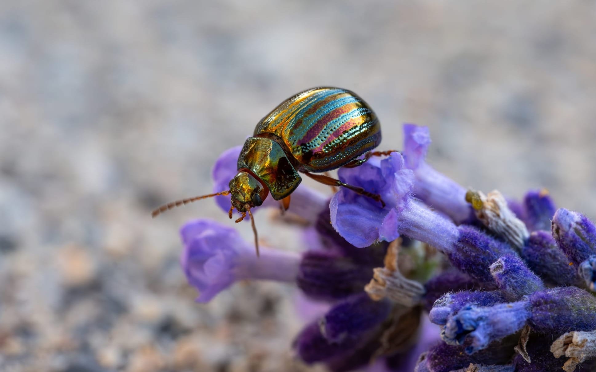 A close up of a Rainbow Leaf Beetle, perched on the purple flowers of lavender.