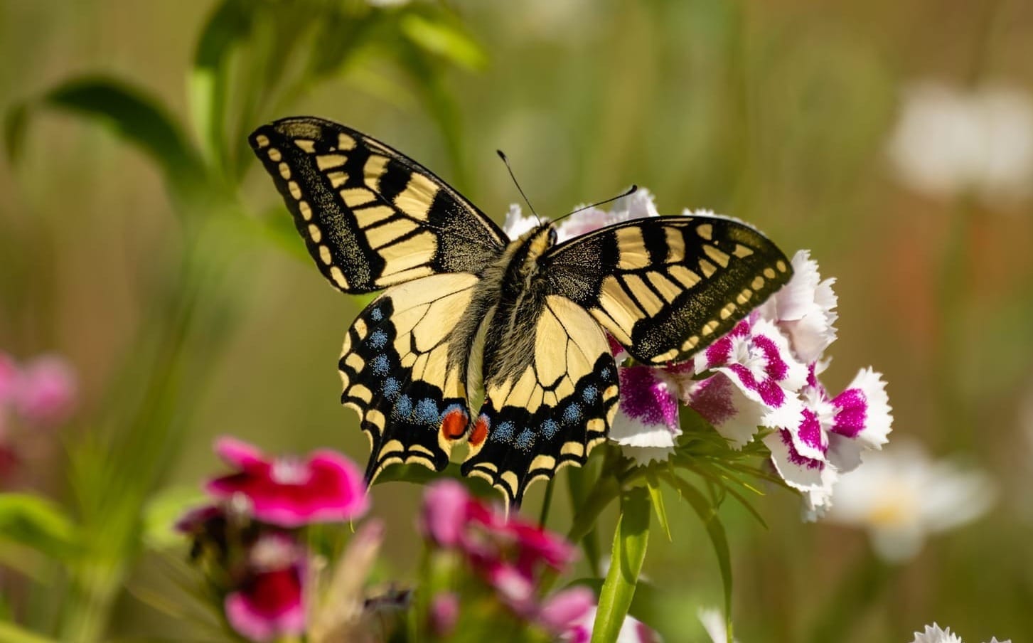 A Swallowtail upon pink-and-white Sweet William flowers, spreading its wings.