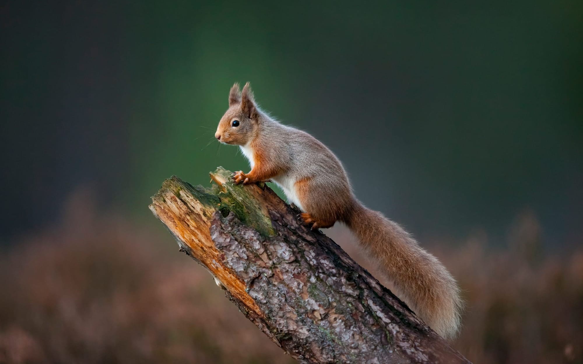 A red squirrels perched on a branch.