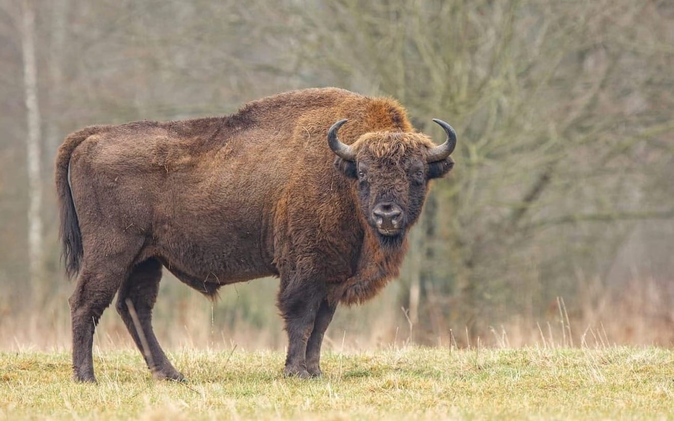 A bison standing on grass, with woodland in the background, stares directly at the camera.