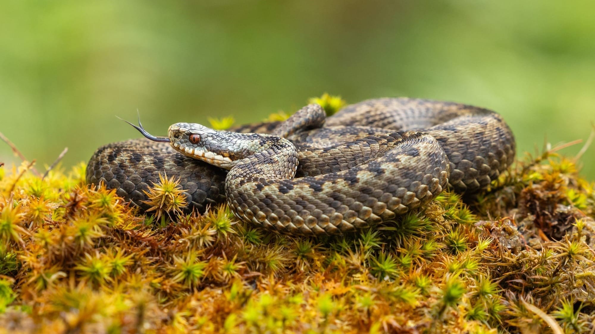 An adder curled up on moss, with its tongue flicking out.