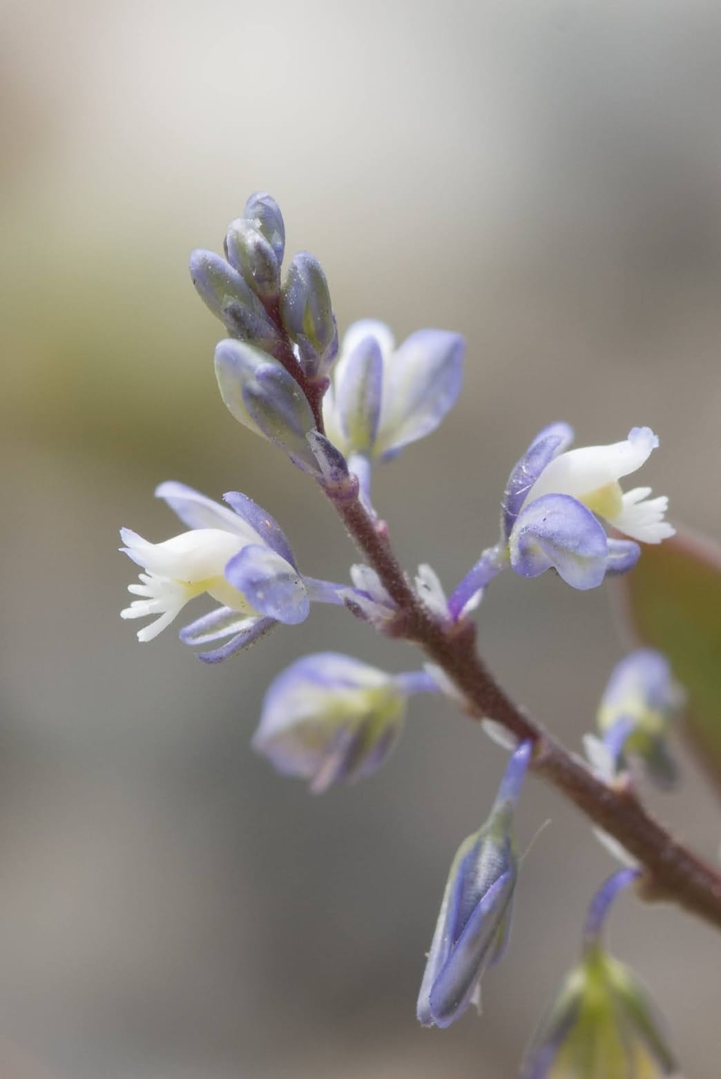 A close up of the flower.