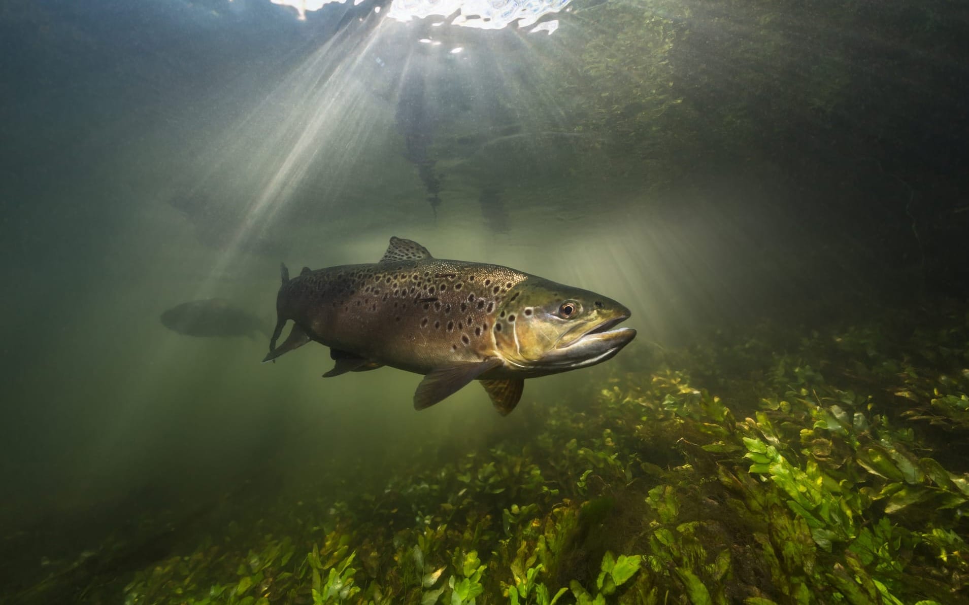 A fish swims below a shaft of light, close to the river floor.