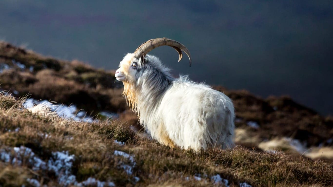 A white goal, with big curving horns, on a hillside.