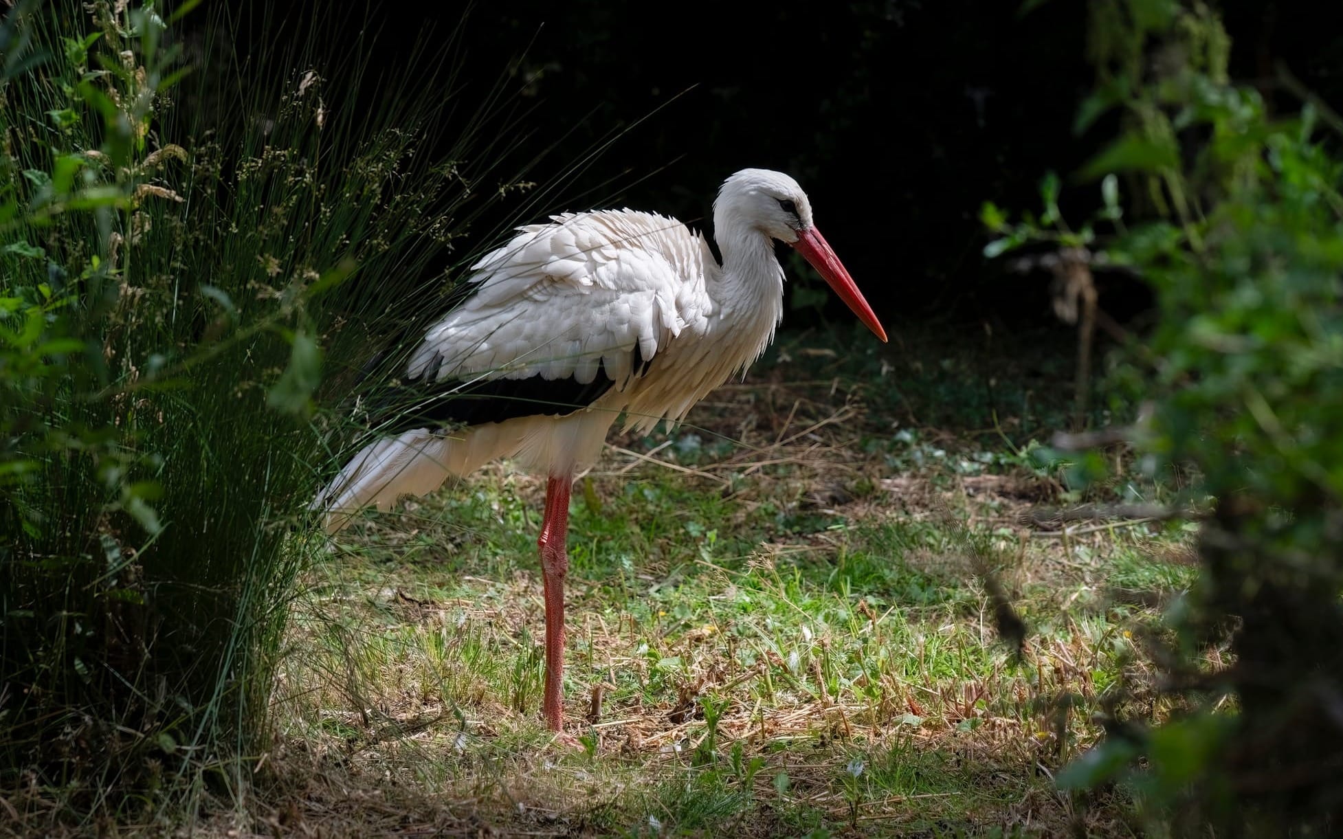 A White Stork stands tall among vegetation.