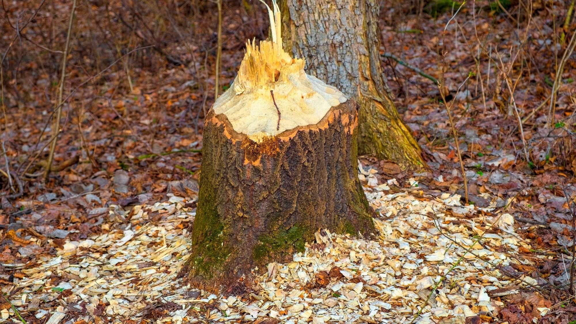 A tree stump with distinctive beaver bite marks.