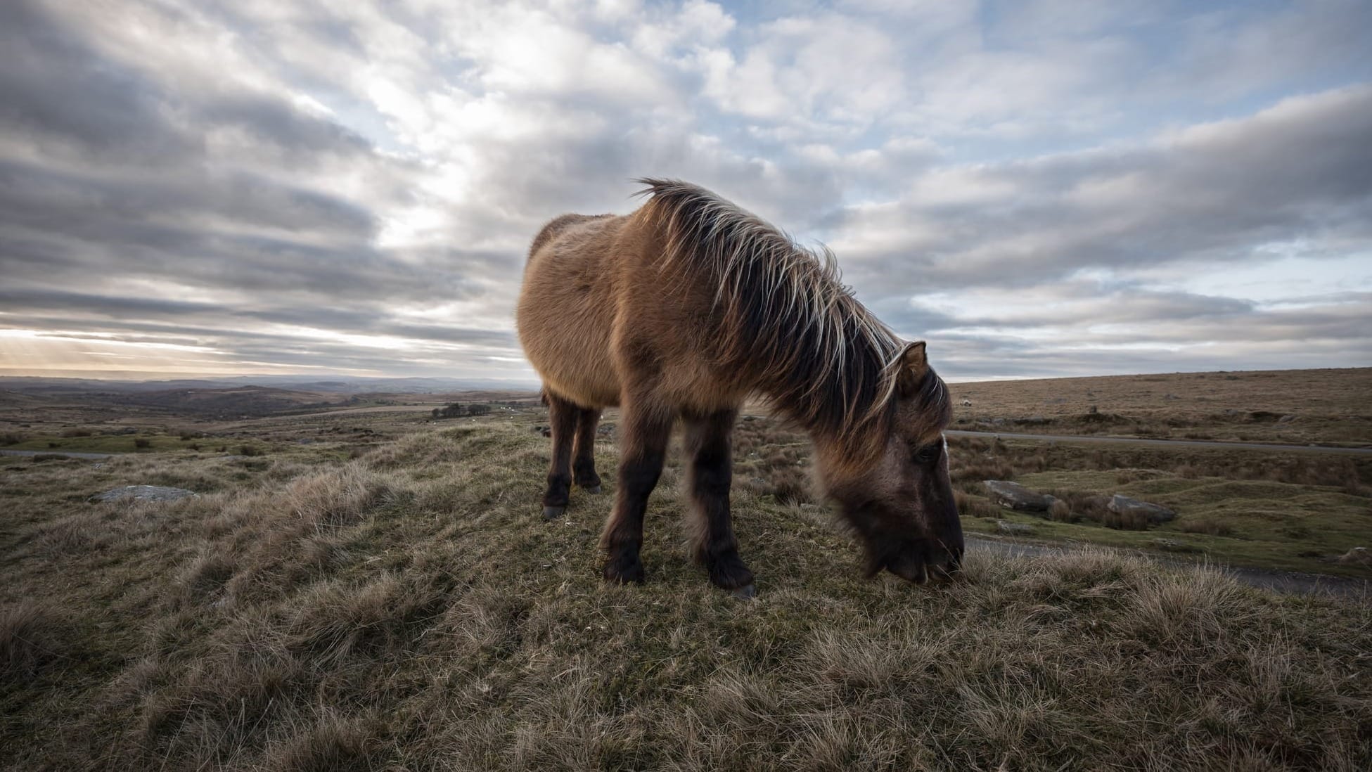 A Dartmoor pony grazes under a moody sky.