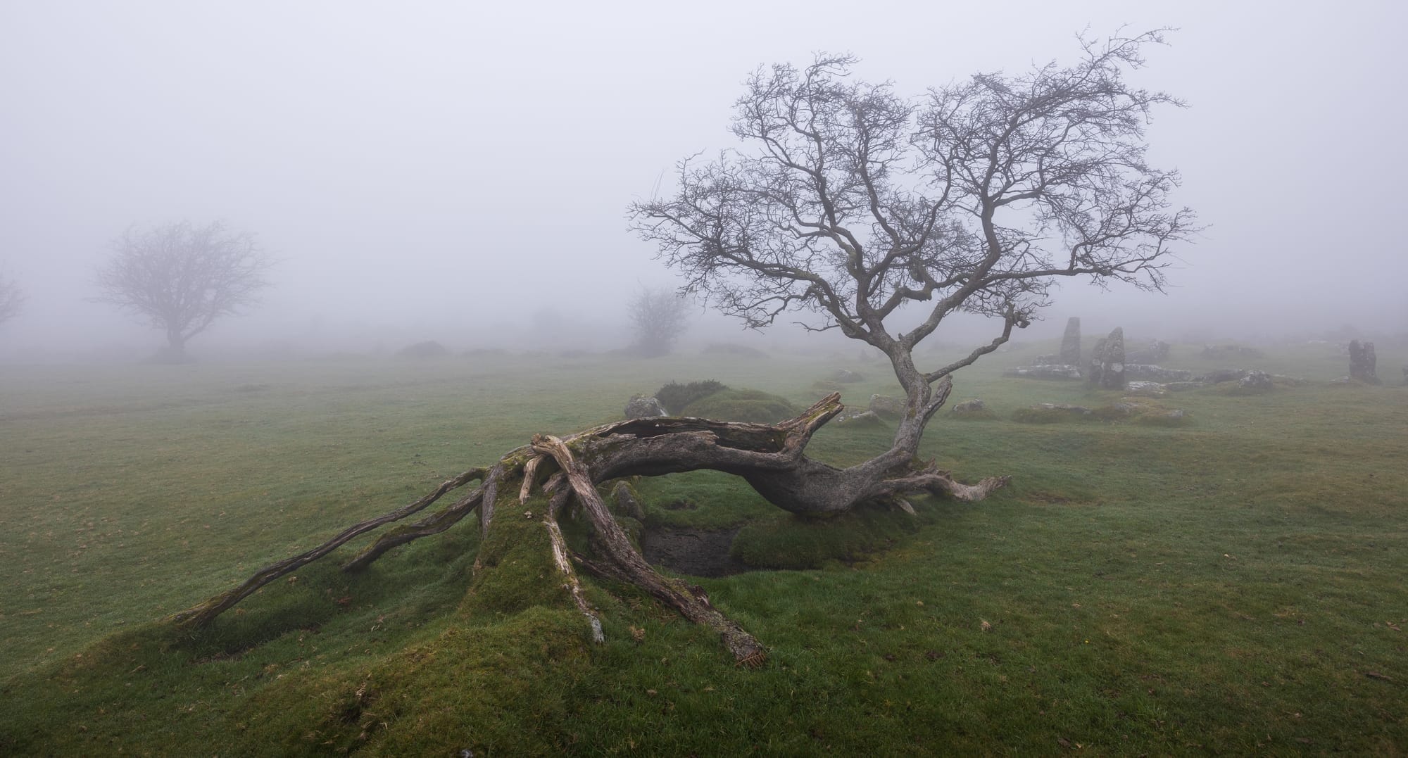Why isn’t Britain protecting its ancient trees?