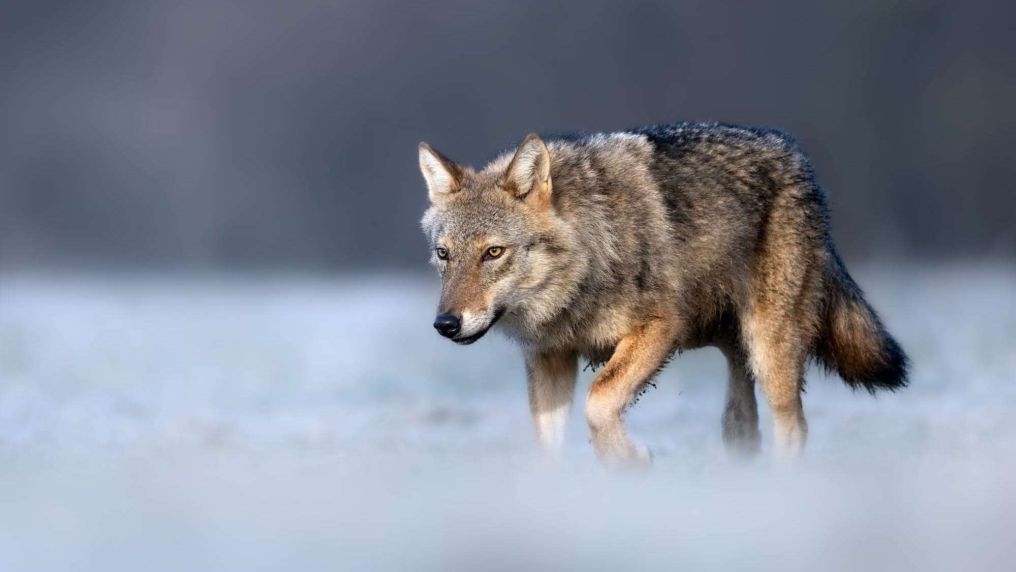 A close up of a wolf in the snow, against a grey background.