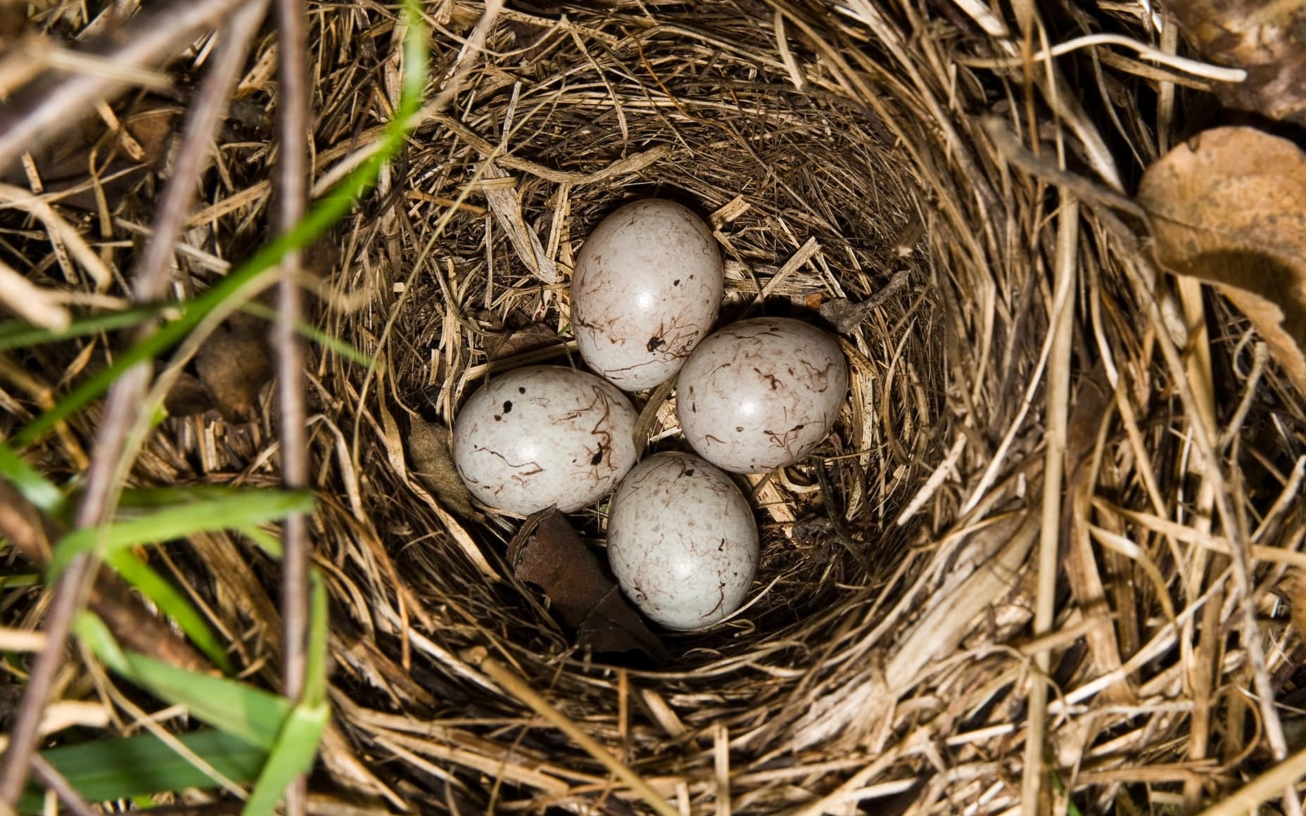 Four brown speckled eggs tucked into a nest.