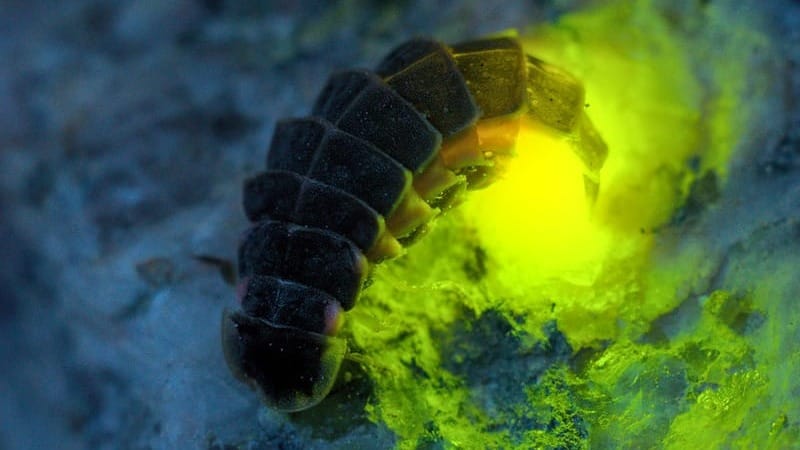 Return of the glow-worm