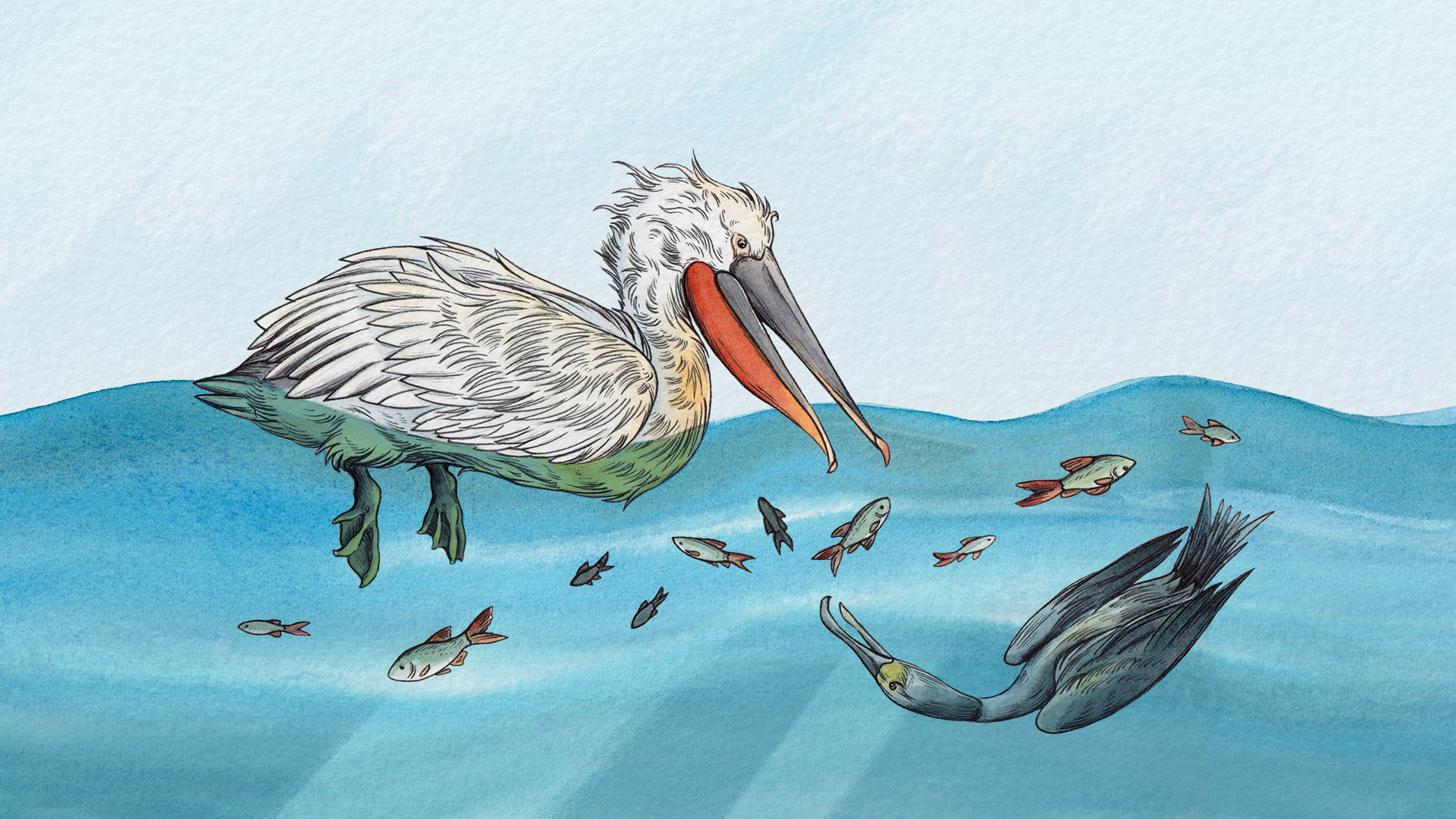 A pelican road trip