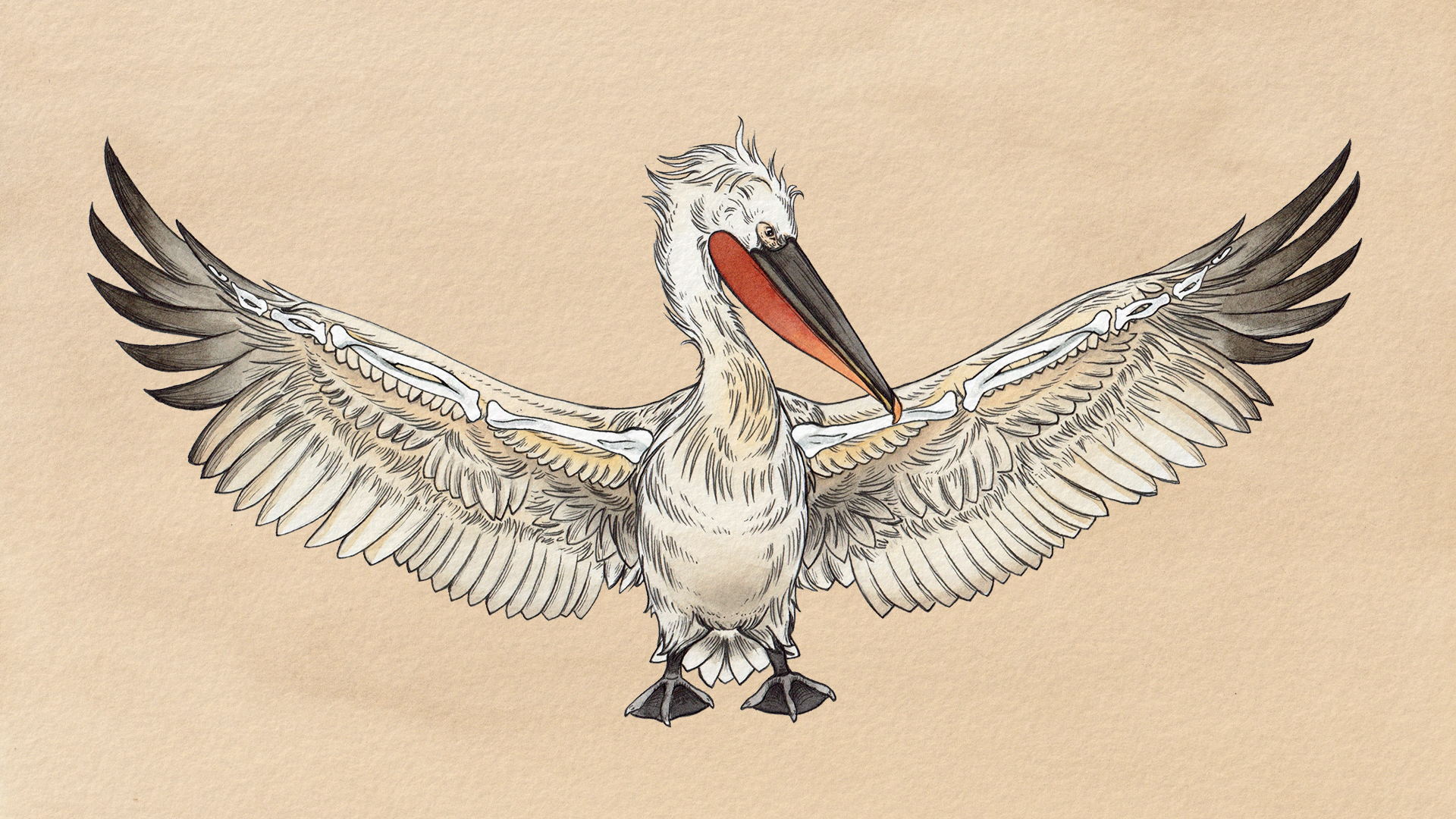 The bones of pelicans past