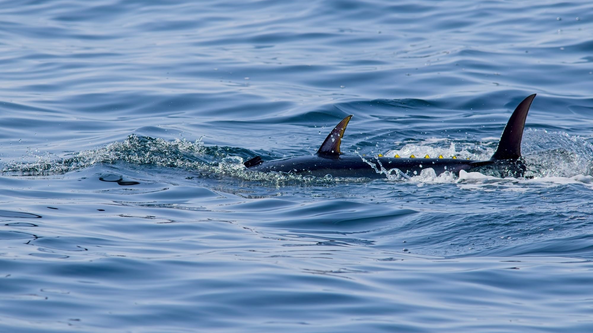 The fall and rise of bluefin tuna