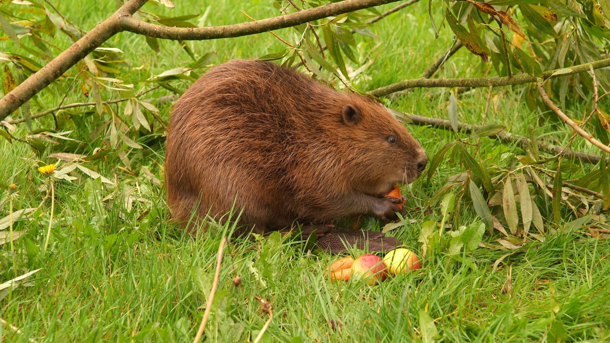 Beavers are back. (Are you coping?)
