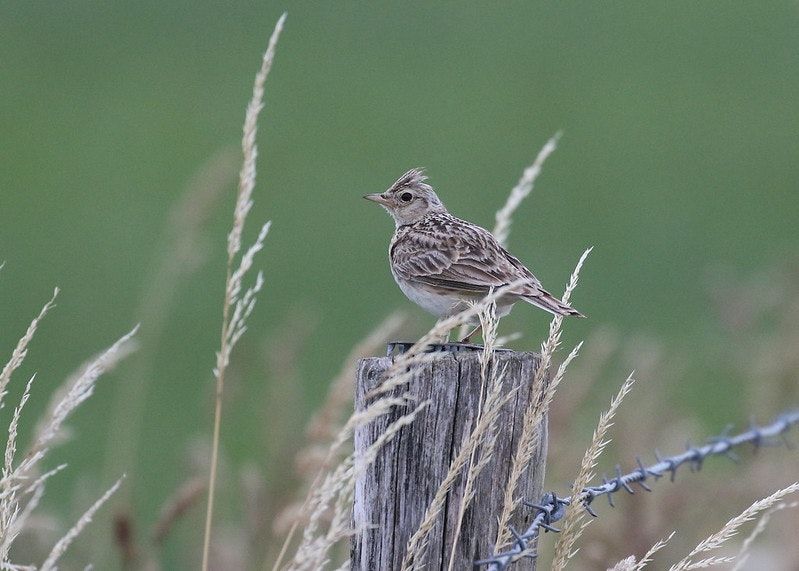The joy of staying local