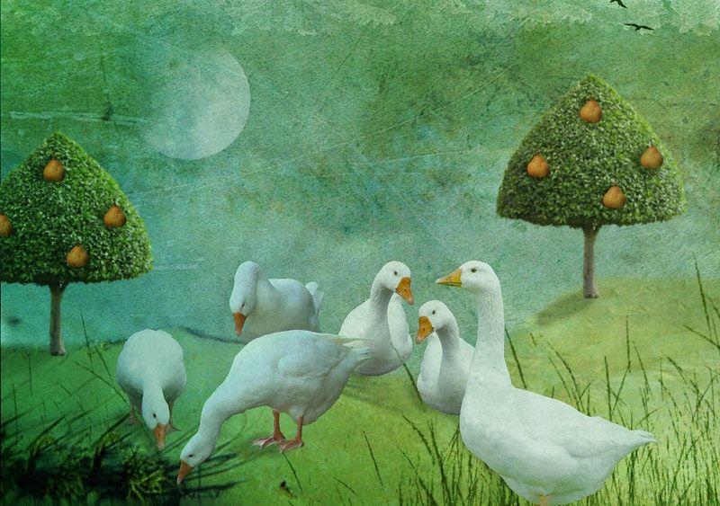 What archaeological remains say about our relationship with geese