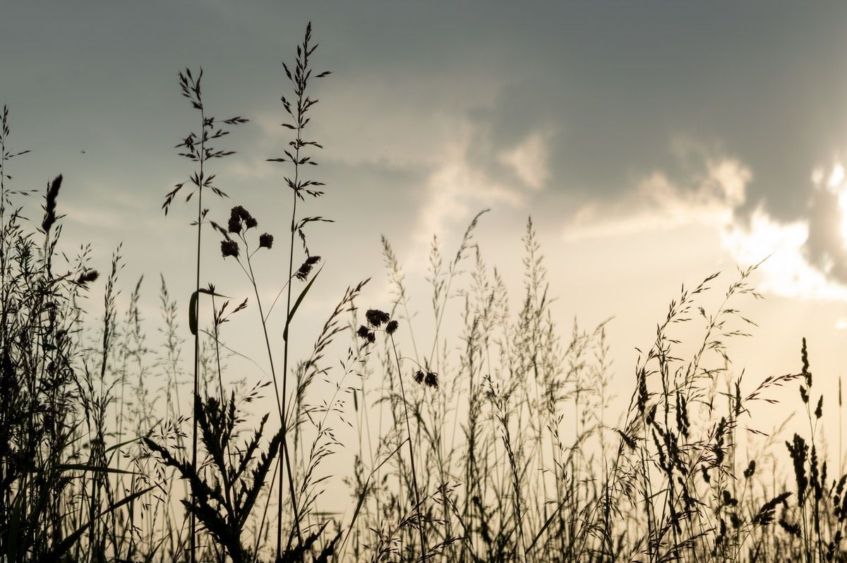 Three Acres And A Cow