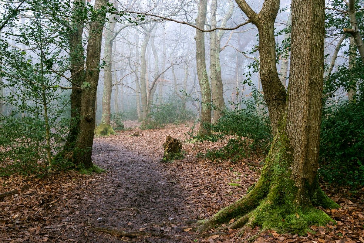 Tory Nature Pledge & Raptor Crime