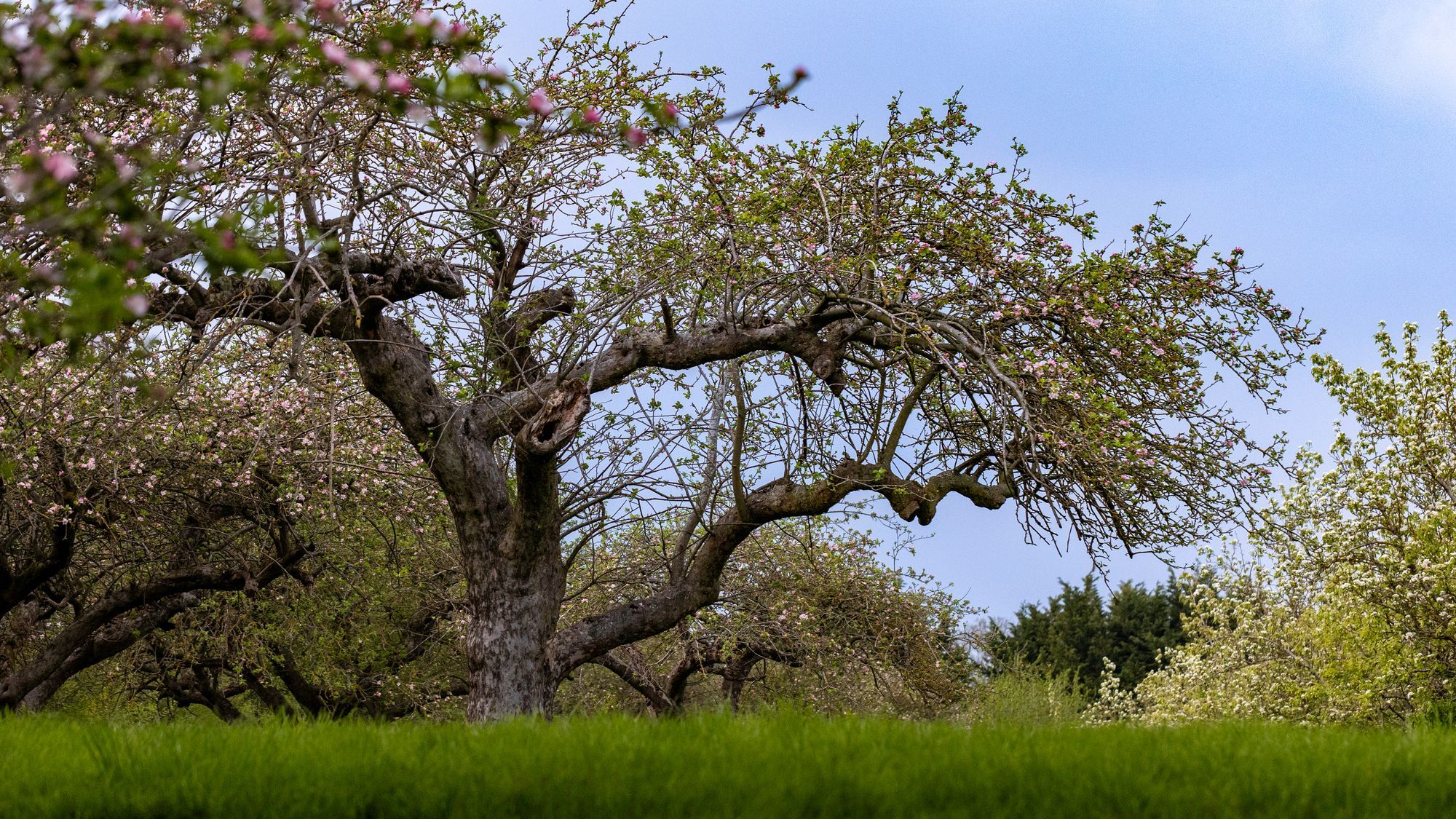 The fight is on to save Coton Orchard