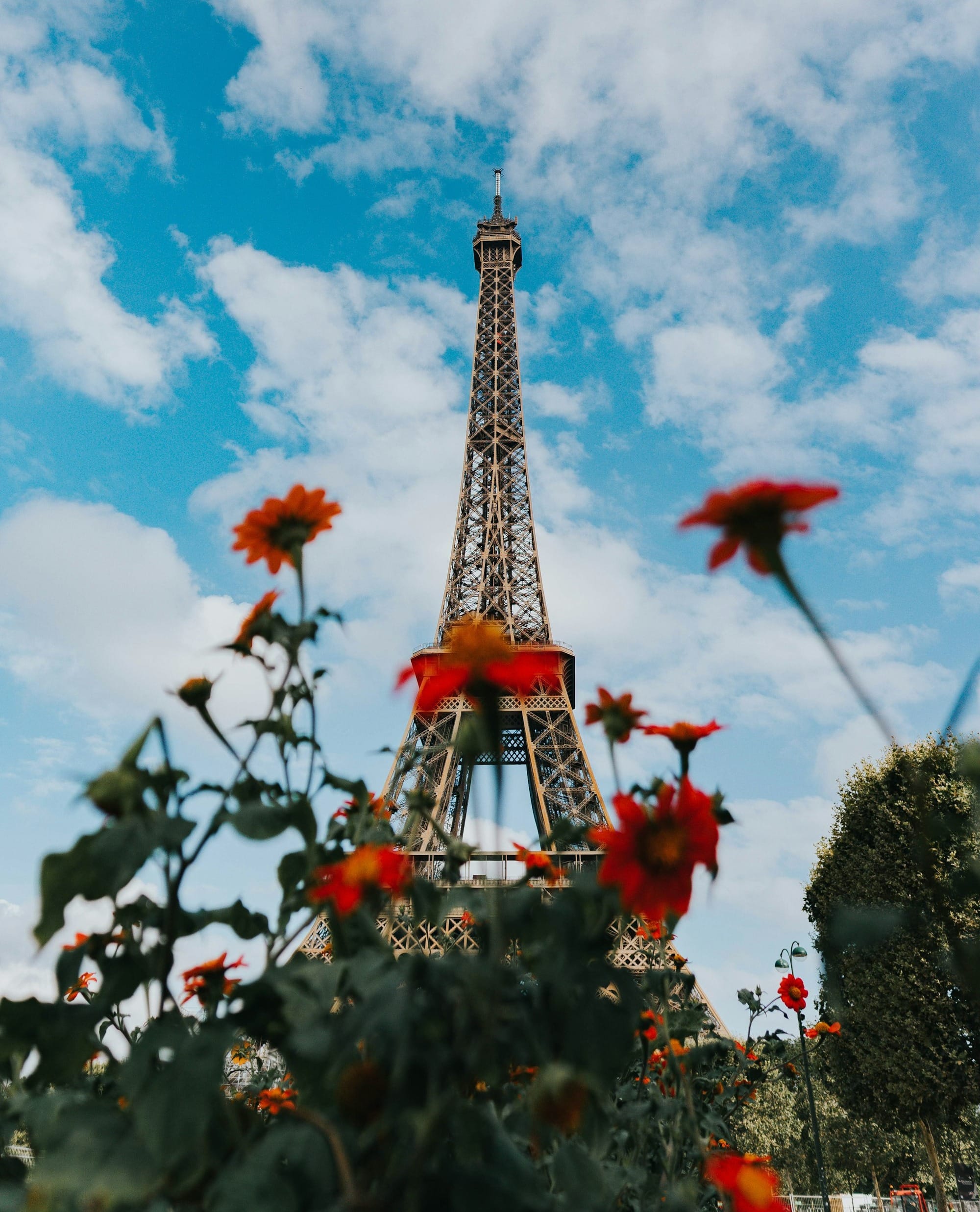 tilt shift photography of red flowers and Eiffel Tower