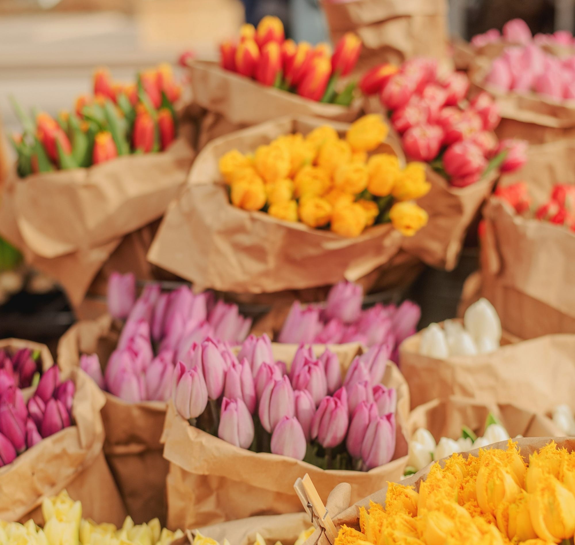 Fresh tulips are displayed in paper bags.