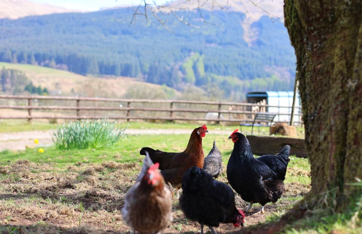 Chickens roundup 2025