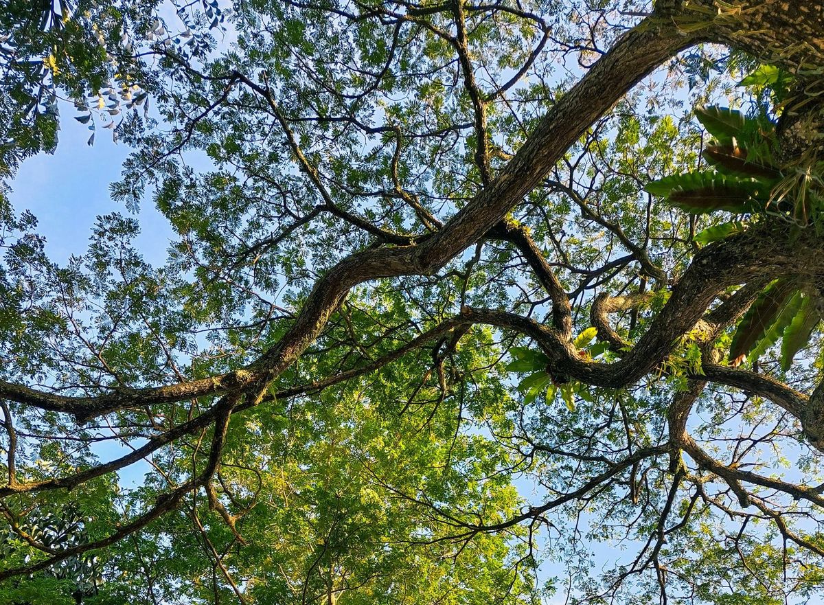 Understanding decisions about Dover forest (Analysis + Map) Feature image