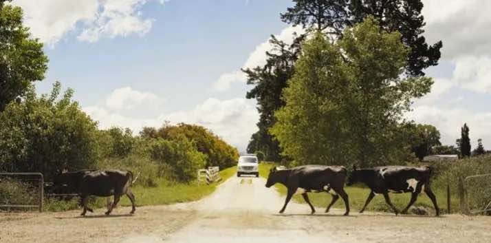 Chorus in rural New Zealand.